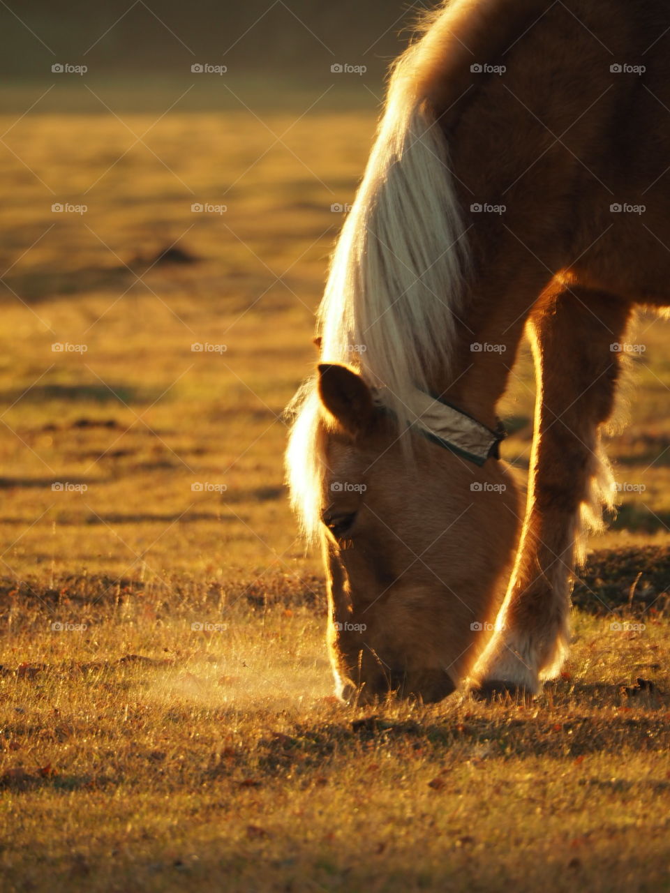 New Forest Pony grazing near Brockenhurst at sunset
