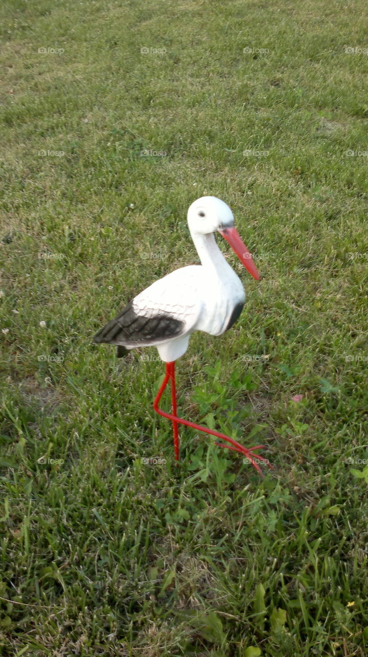 Bird, Wildlife, Nature, Grass, Animal