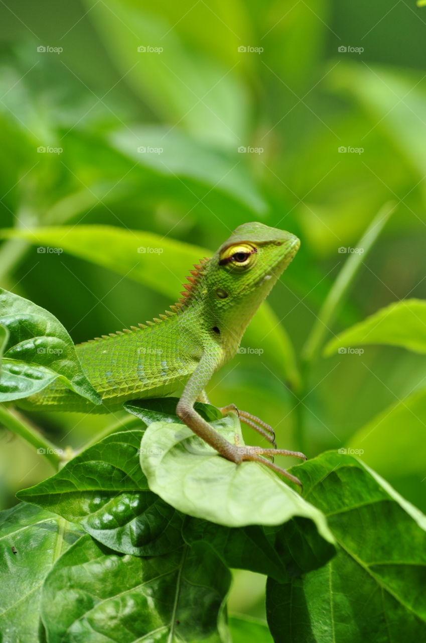 Green Garden Lizard Baby