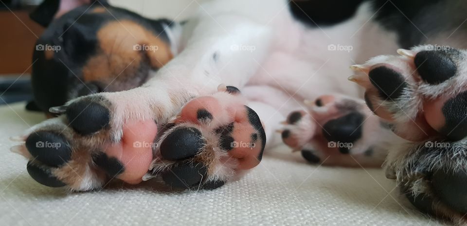 Puppy Paws