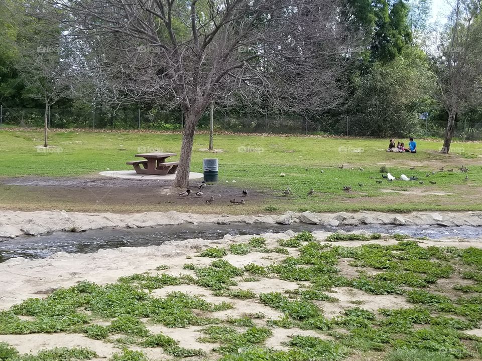 Family relaxing together under a shady tree at the park with a family of ducks and a small flowing river.