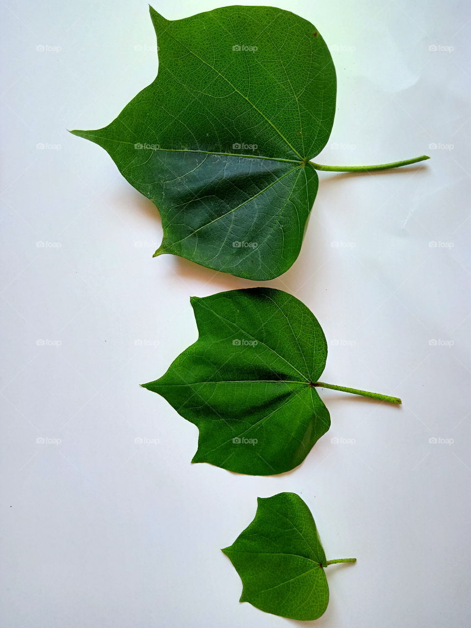 Small, medium and large cotton leaves. Cotton leaf morphology. In general, the leaves of the cotton plant have five indentations / corners.