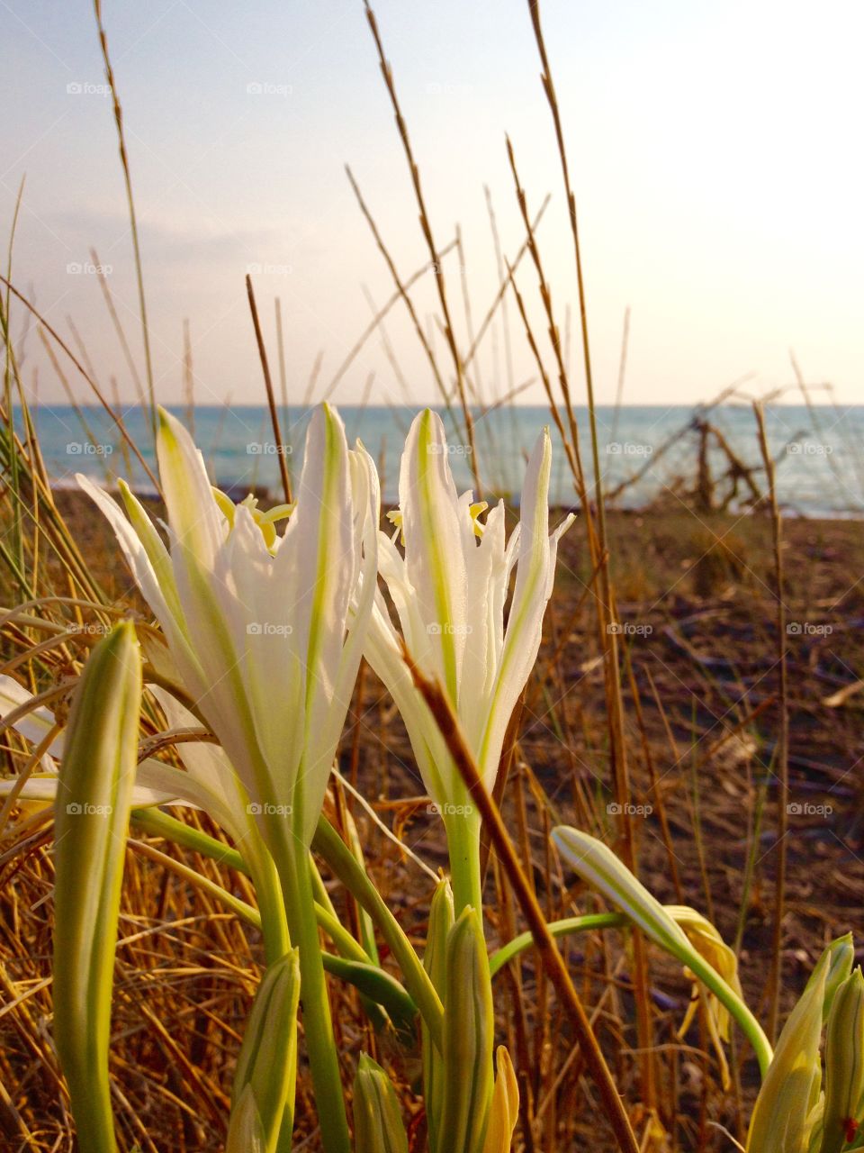 Pancratium maritimum . beautiful sea lily photographed at sunset on a beach in Tuscany
