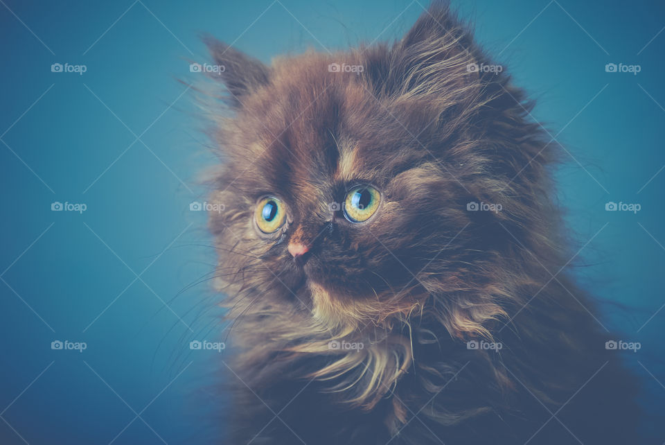 Close-up of kitten on blue background