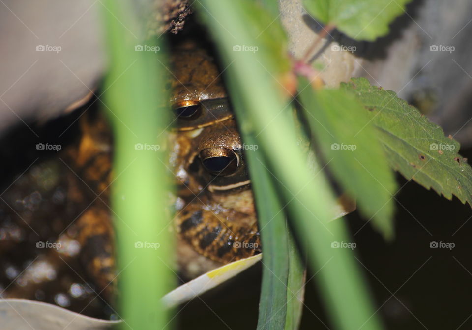 Pair of eyes. Amplexus of polypedates hide to corner site of pond. Covered by the leaf. Capturing and knew by its sounding.