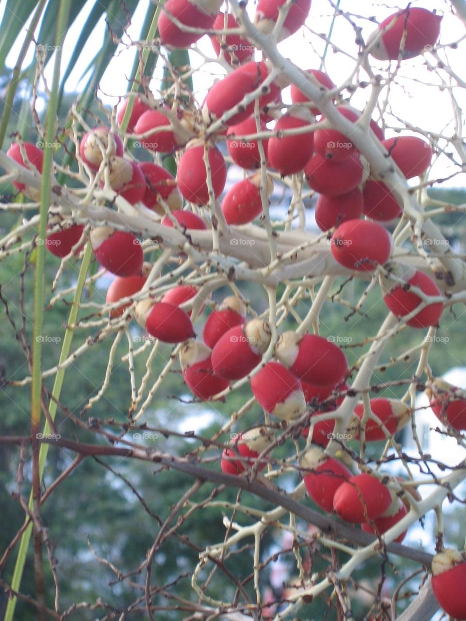 Red Berries of Tortola