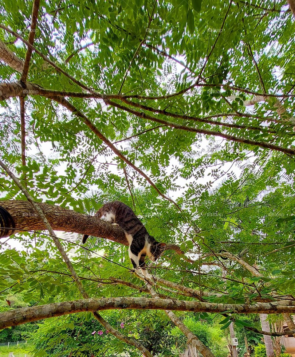 Vamos lá gatinho,escalando um árvore verdinha, quem sabe dá de encontro com um passarinho  ...