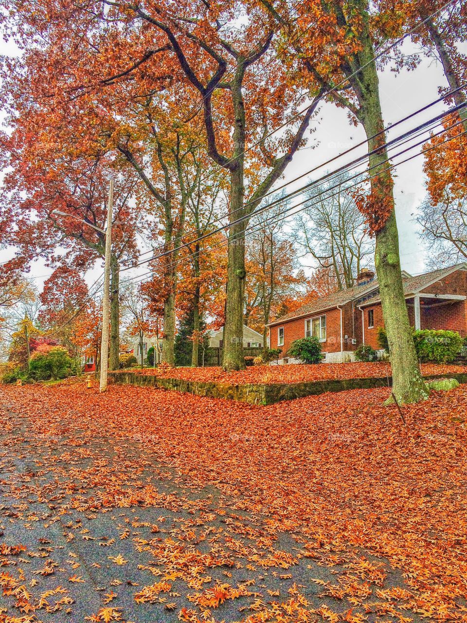 The dreaded leaf cleanup in Stratford, CT.  Not looking forward to dealing with this.....