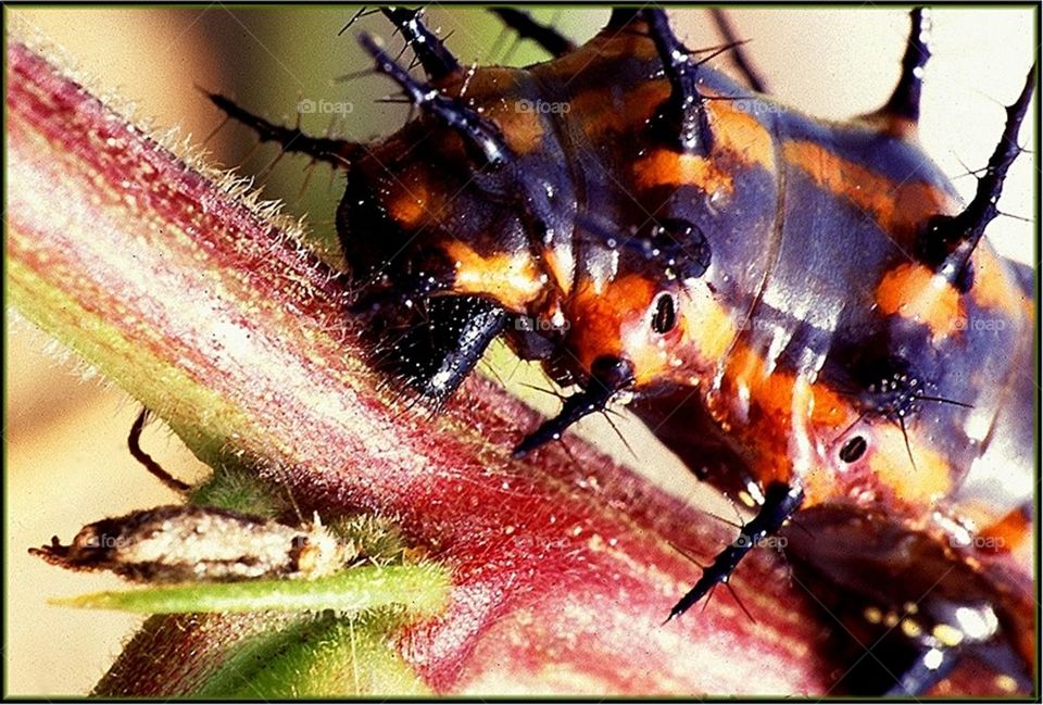 The caterpillar