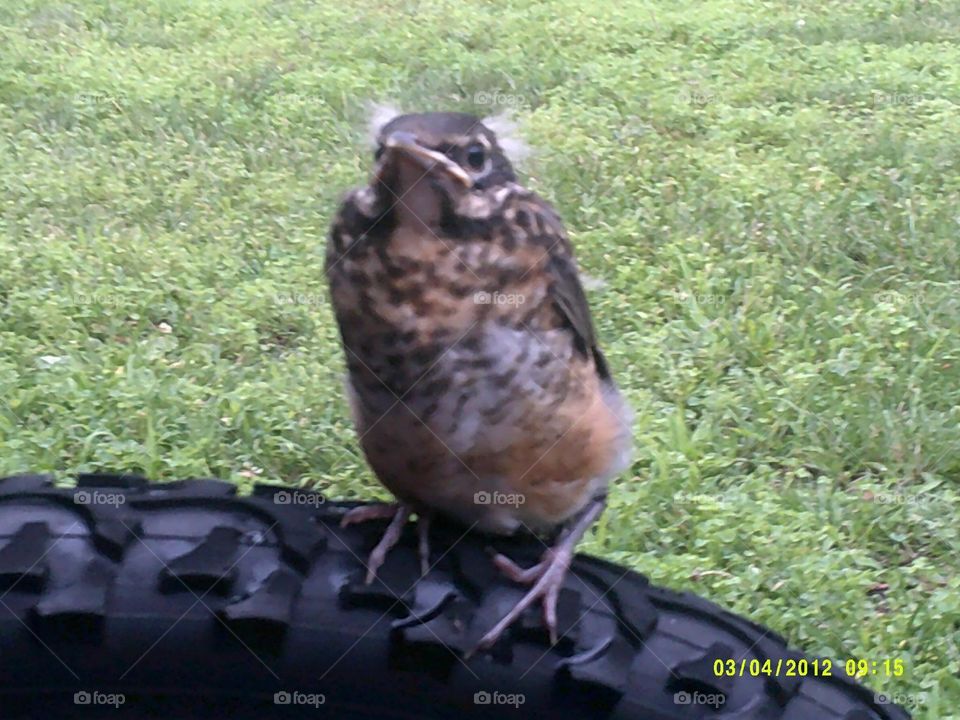 Baby Robin 