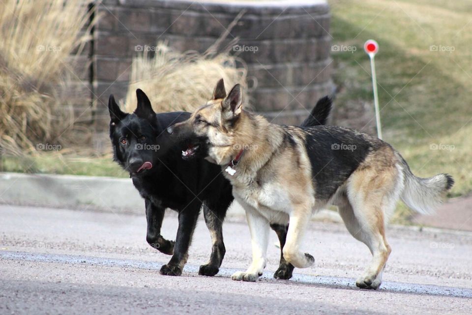 German Shepherd brothers palling around together. 