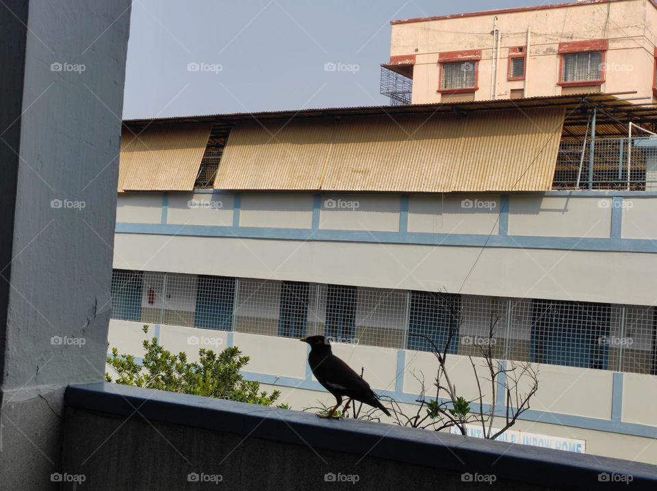 Mina Bird on the top of the building
