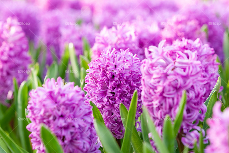 Spring flowering field of pink hyacinths