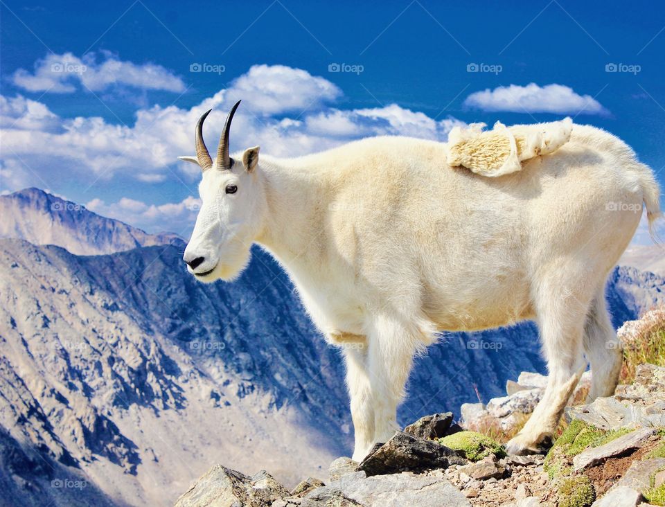 Mountain goat