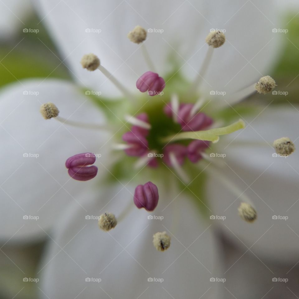 Bradford pear closeup