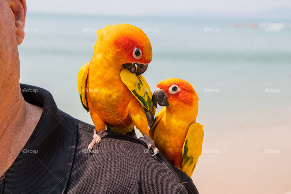 two beautiful Parrots on a Shoulder of a man at a beach in Thailand Southeast Asia