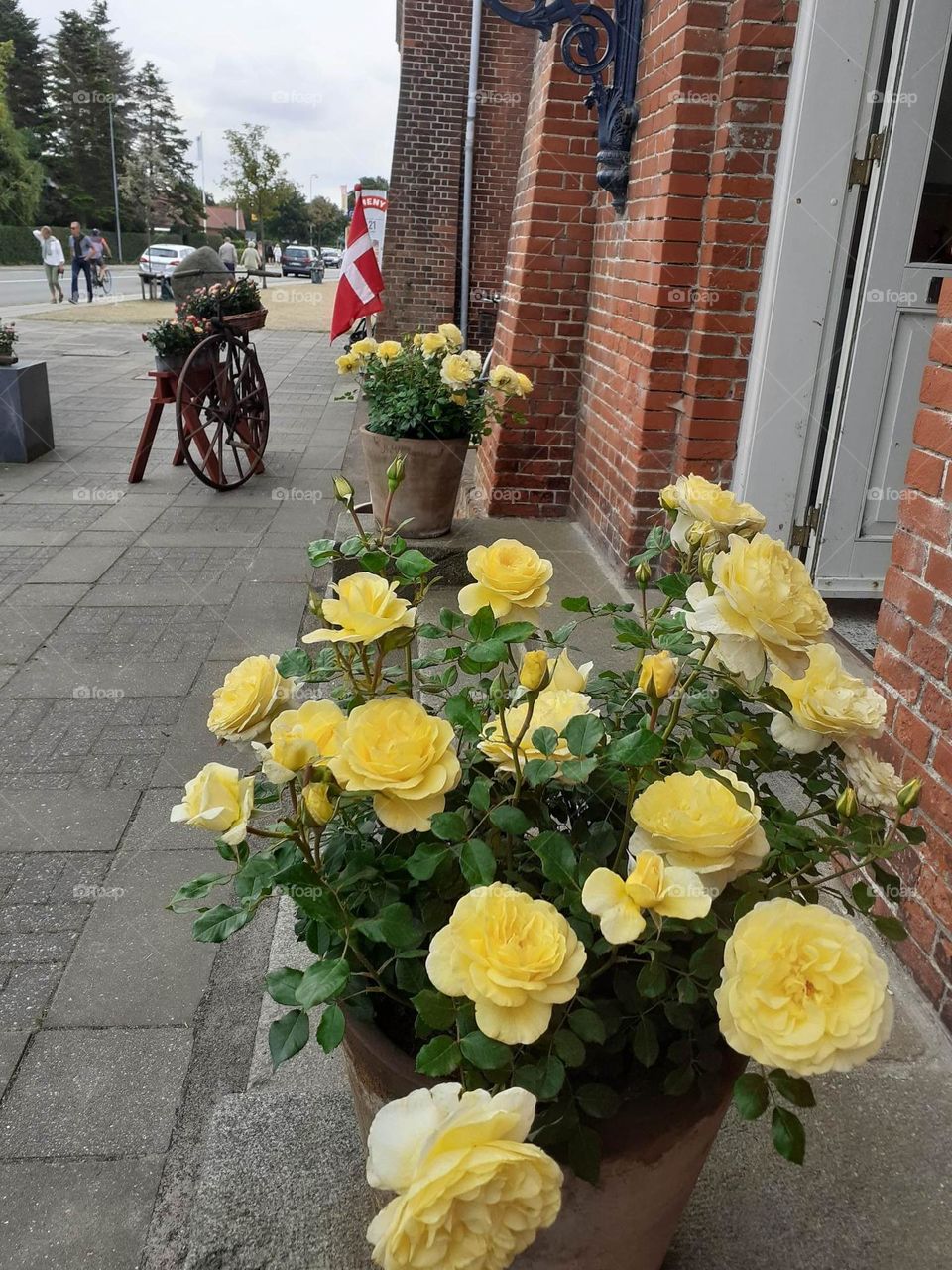 Danish yellow roses
