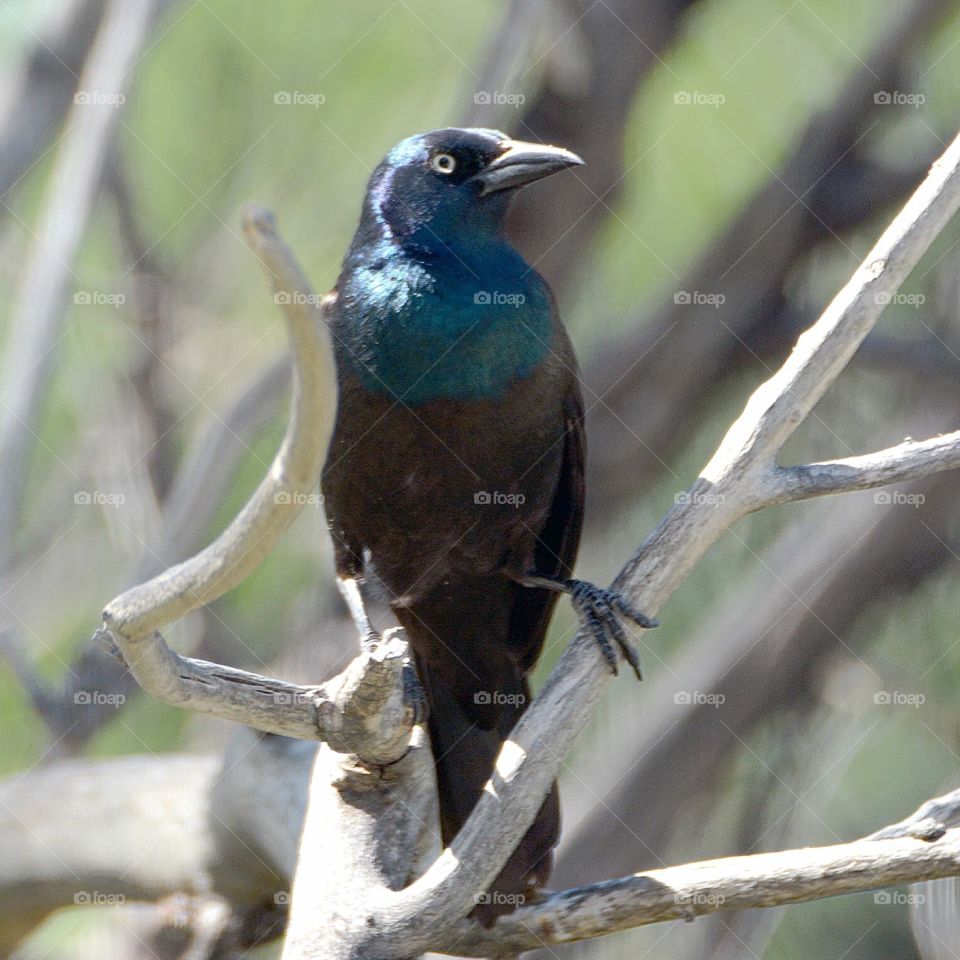 Grackle 