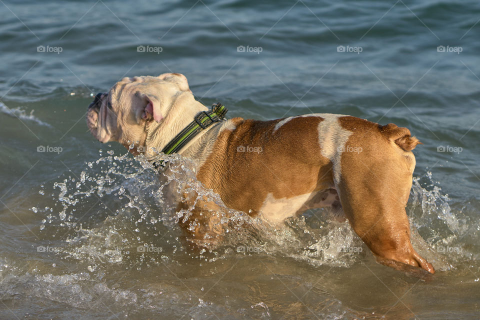 Bulldog bañandose en el mar