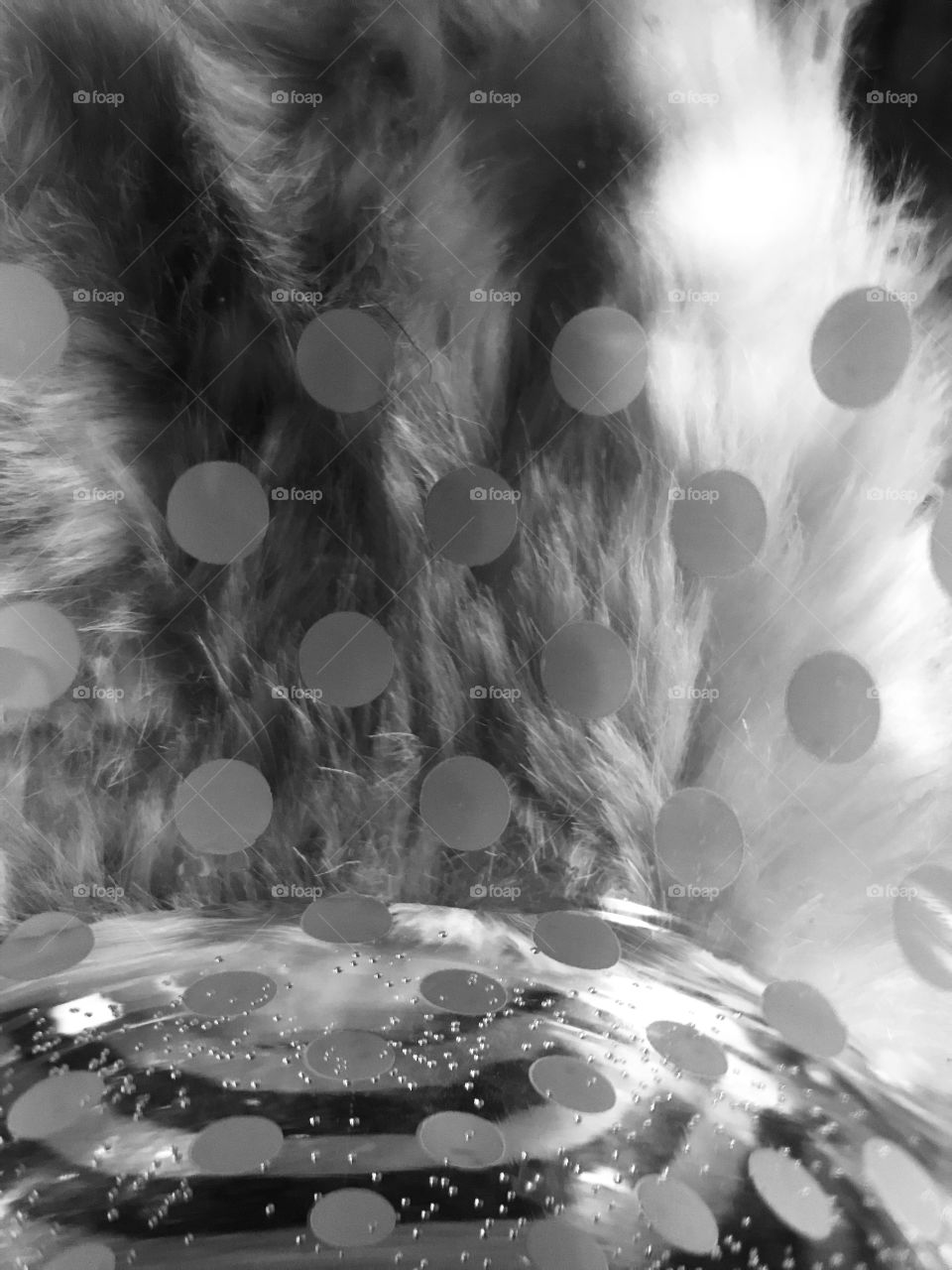 An abstract in black and white and many greys in between. Circles, air bubbles, water, fur,stripes, light and shadows. I love experimenting!