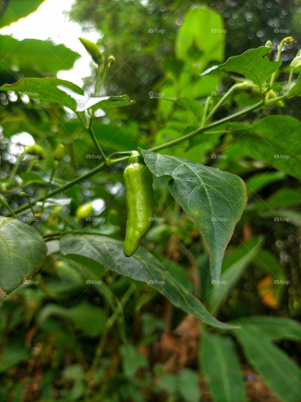 cayenne pepper