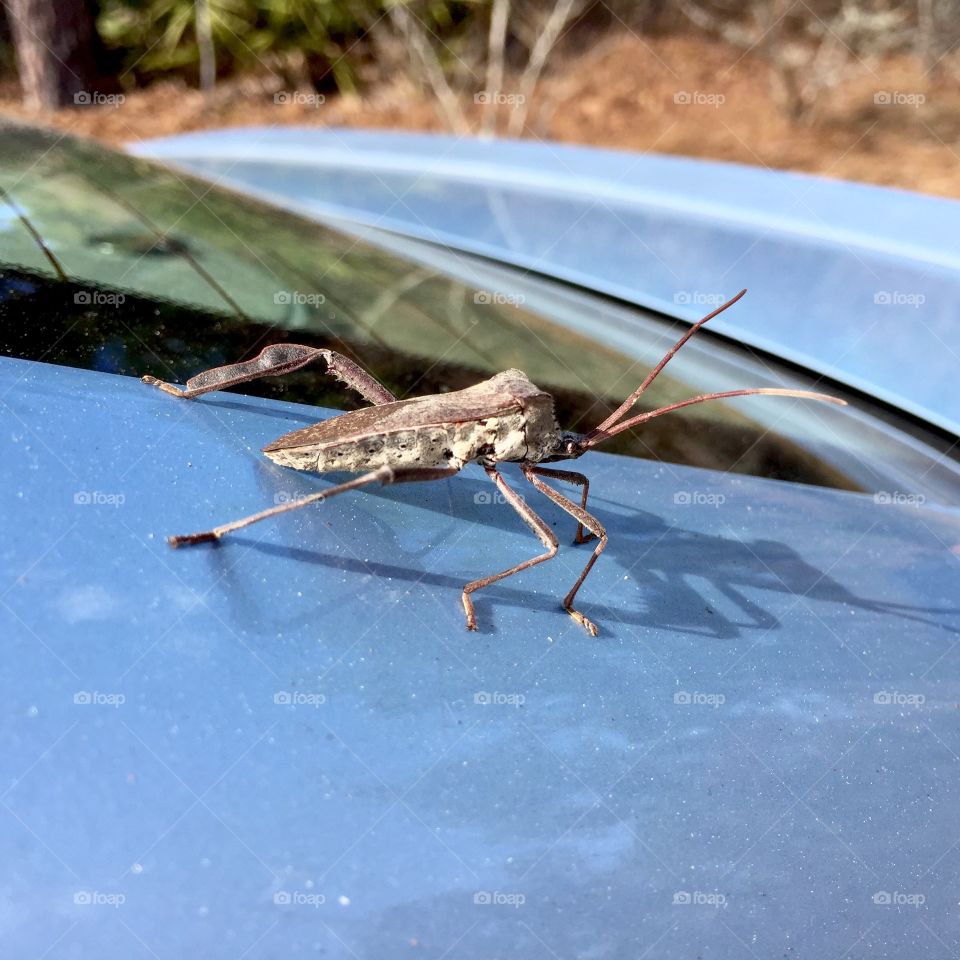 Bug in my Car