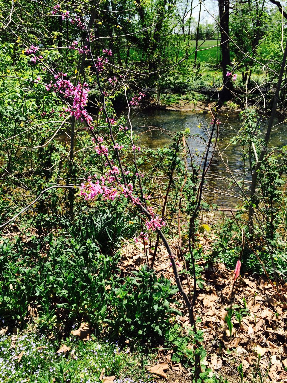 Blossoms by the Creek