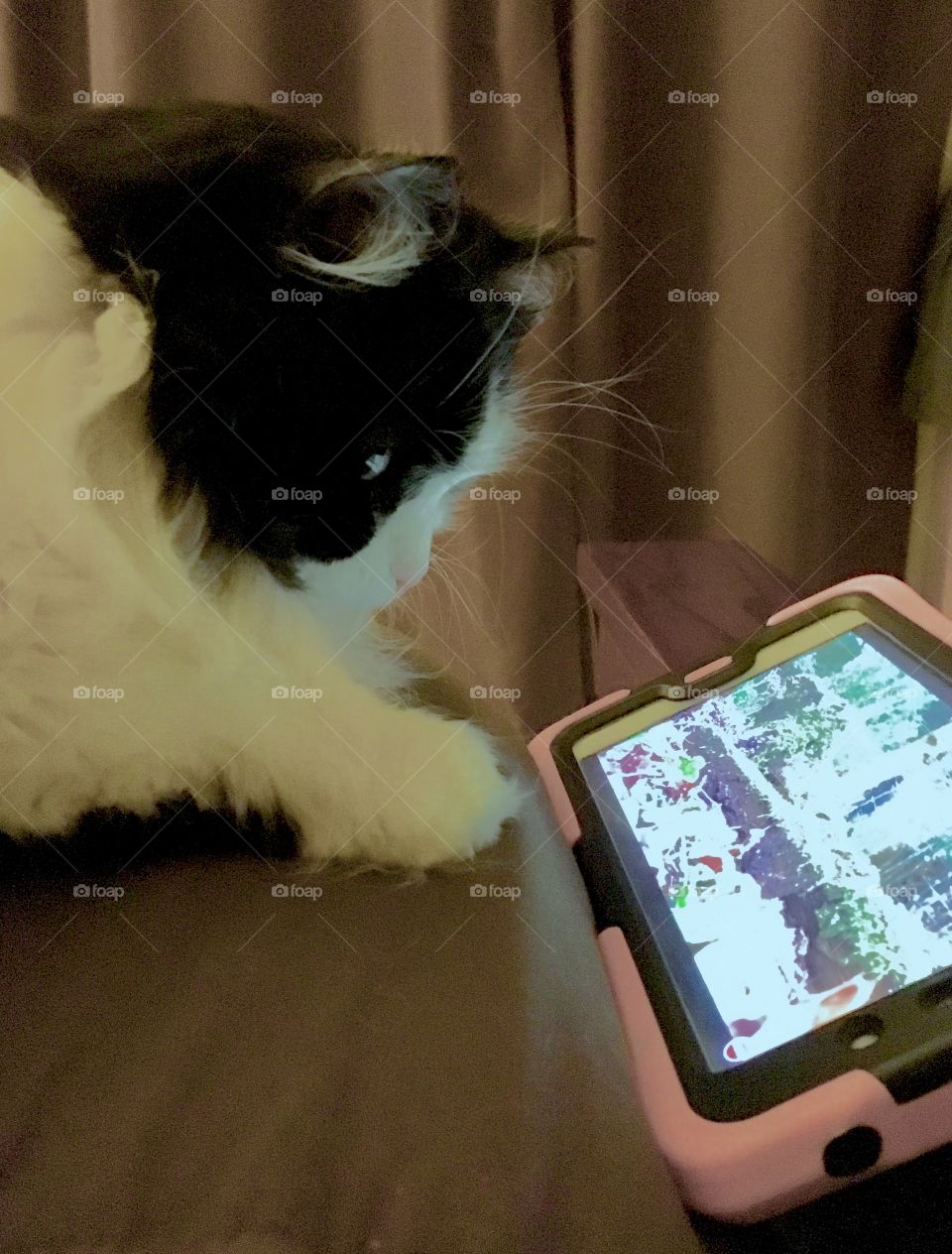 Cat watching bird videos