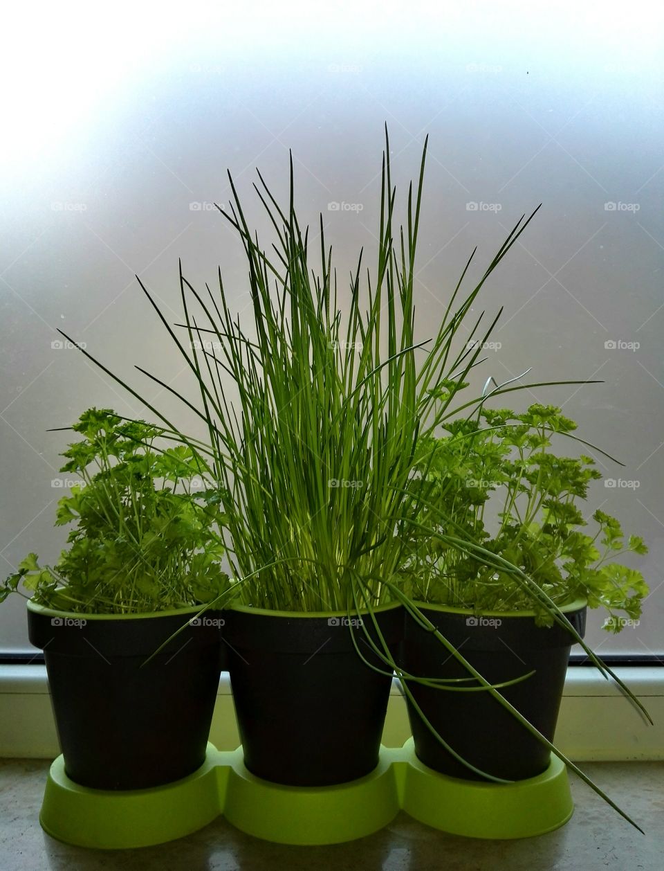 house herbs in pots