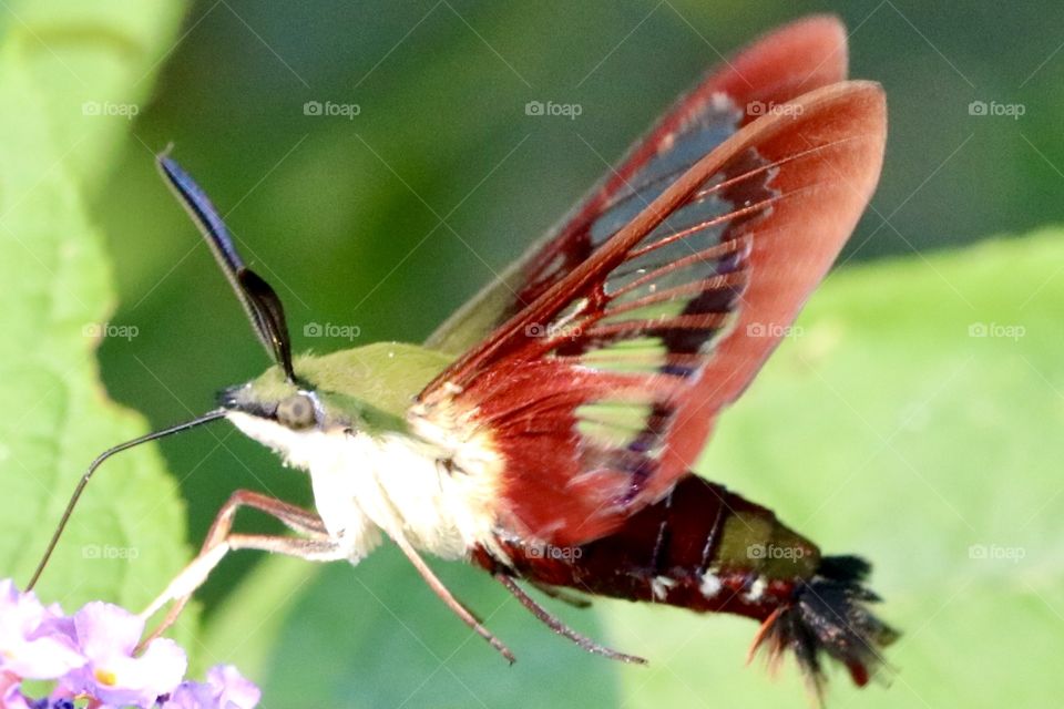 Hummingbird moth 