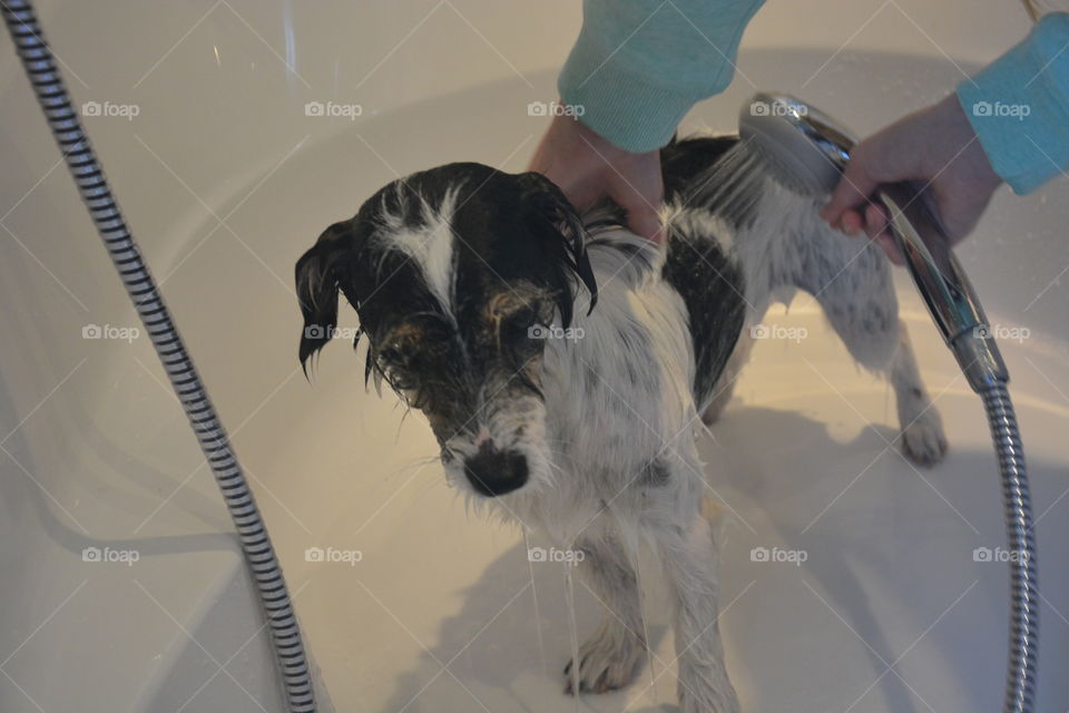 Bathing the dog