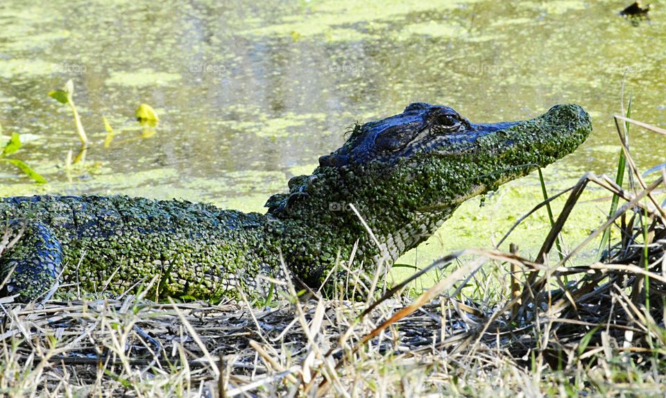 Alligator, Crocodile, Nature, Reptile, Water