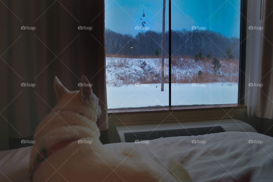 dog and snow