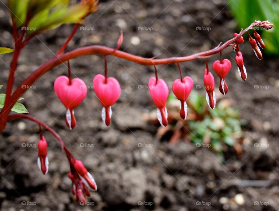 Heart shaped flowers