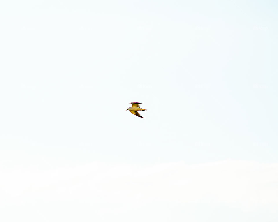 flight speed of larus bird