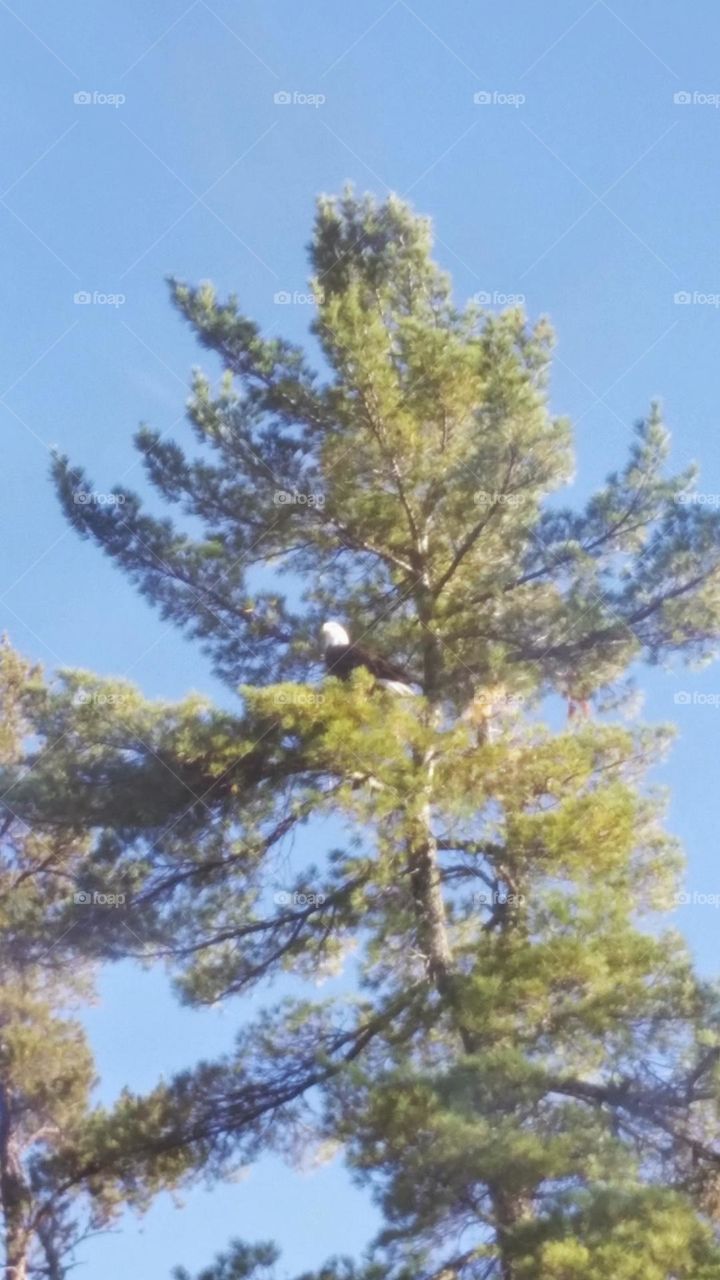 bald eagle