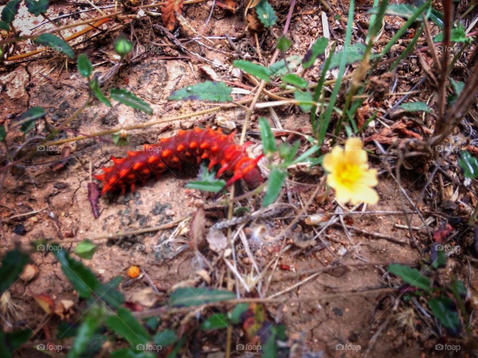 Aggressively red caterpillar - warning any predators not to pick on it or else ...