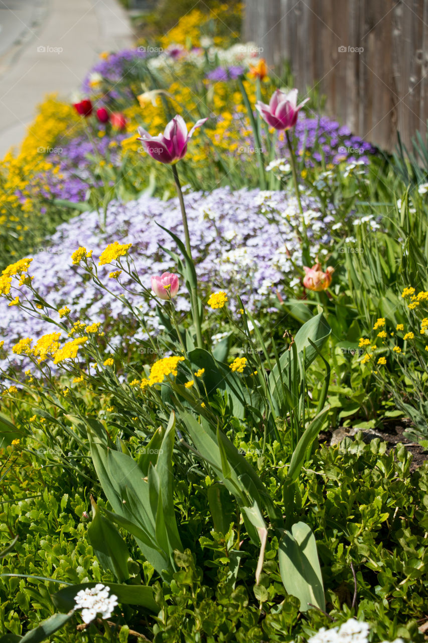 Close-up of flowers