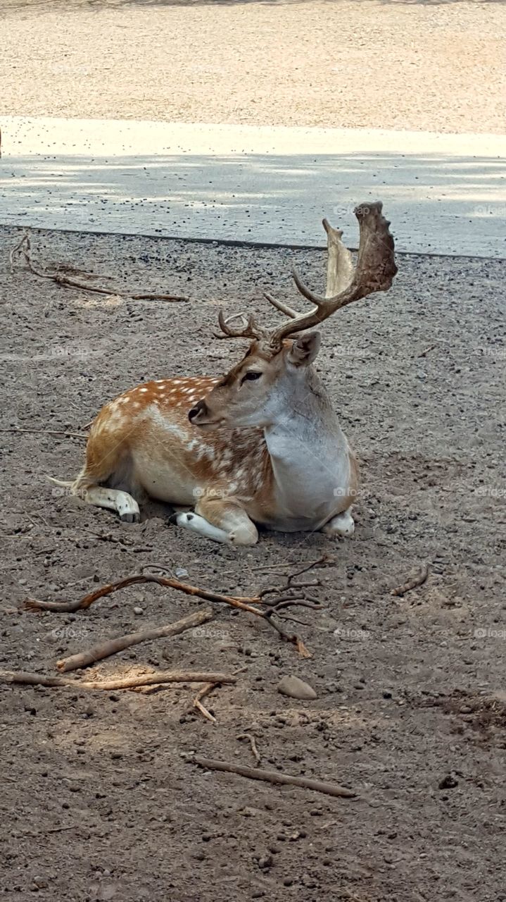 Deer resting in MarineLand, Canada