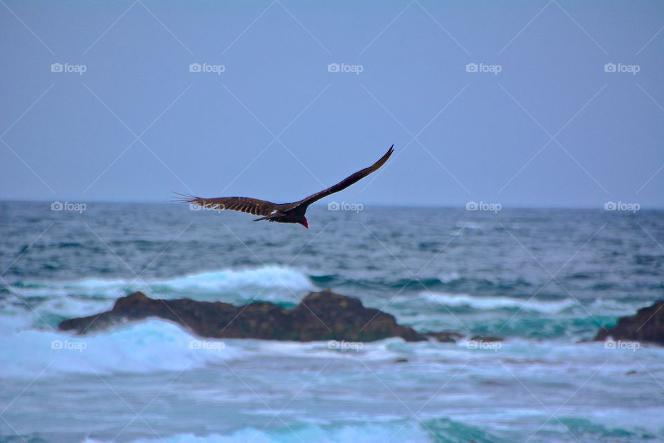 Turkey vulture in flight of the coast of Monterey 