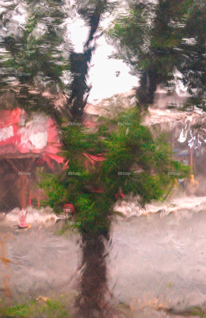 Photo of a tree taken from inside a moving bus.  that result came out that I liked a lot!