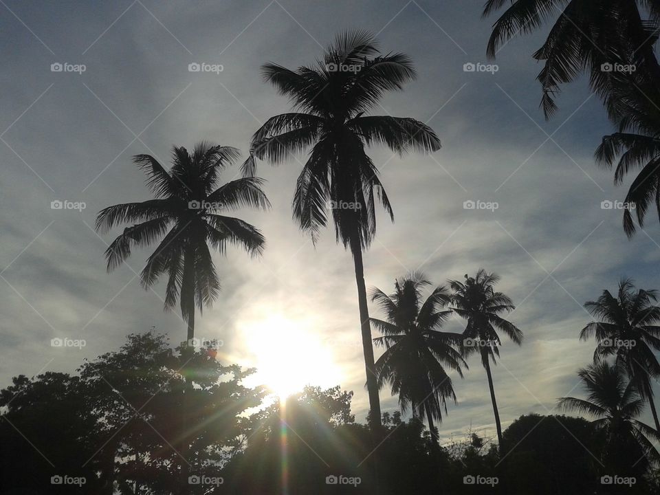 sunrise and a coconut trees