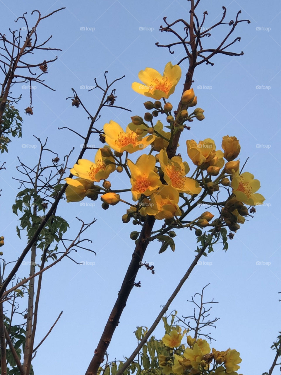 Cochlopermaceae in the summer afternoon