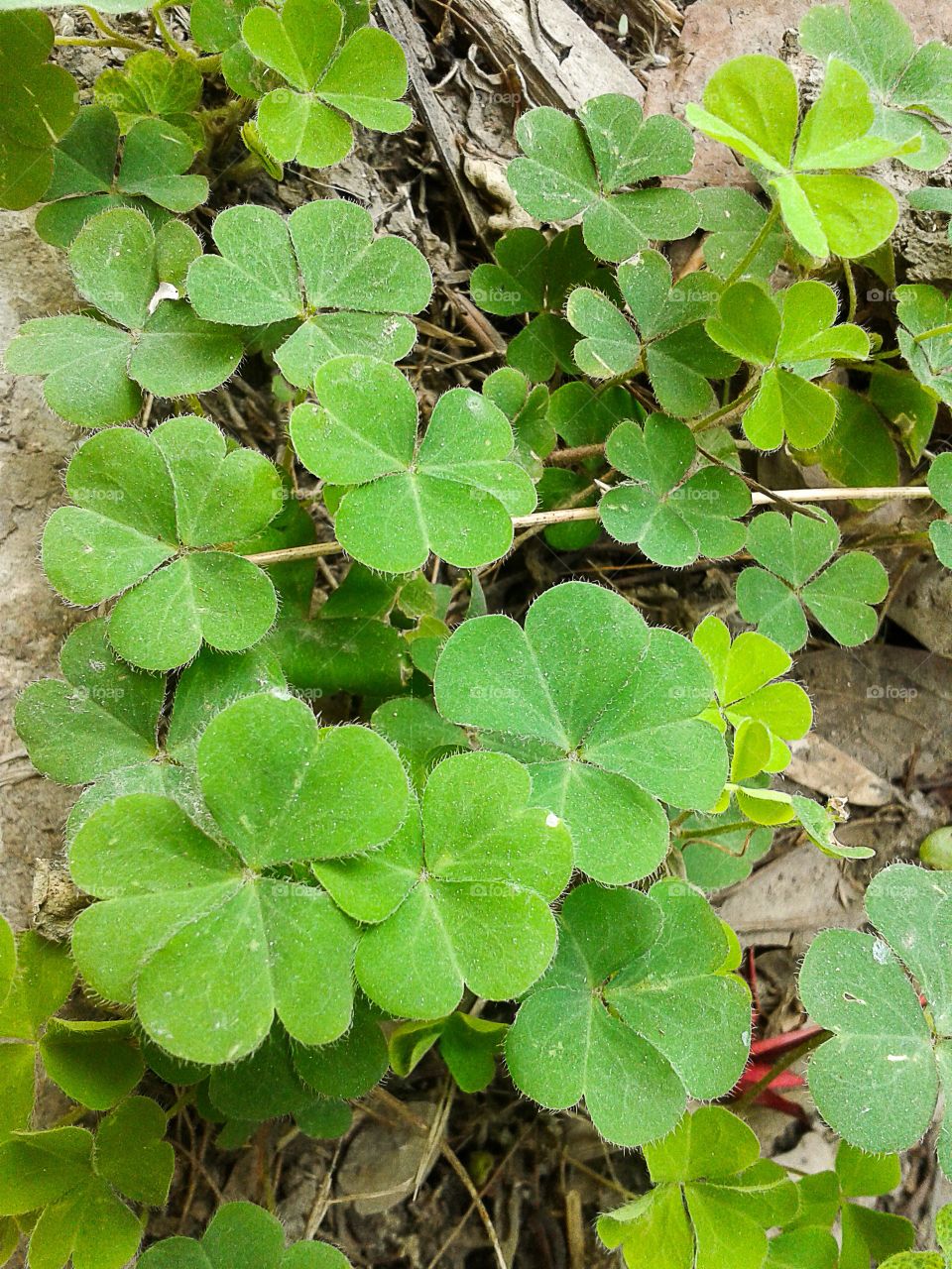 clover tree. green clover tree in garden