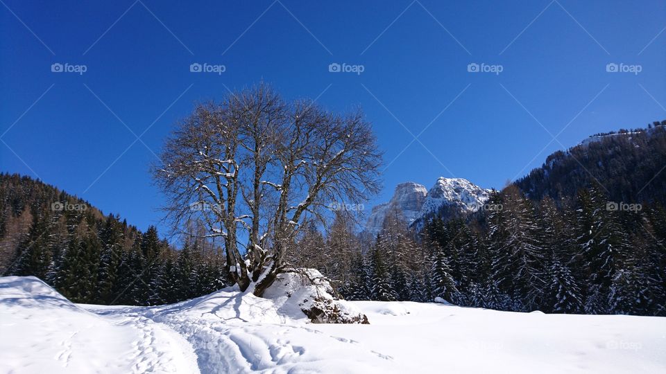 Lonely tree in the Italian alps