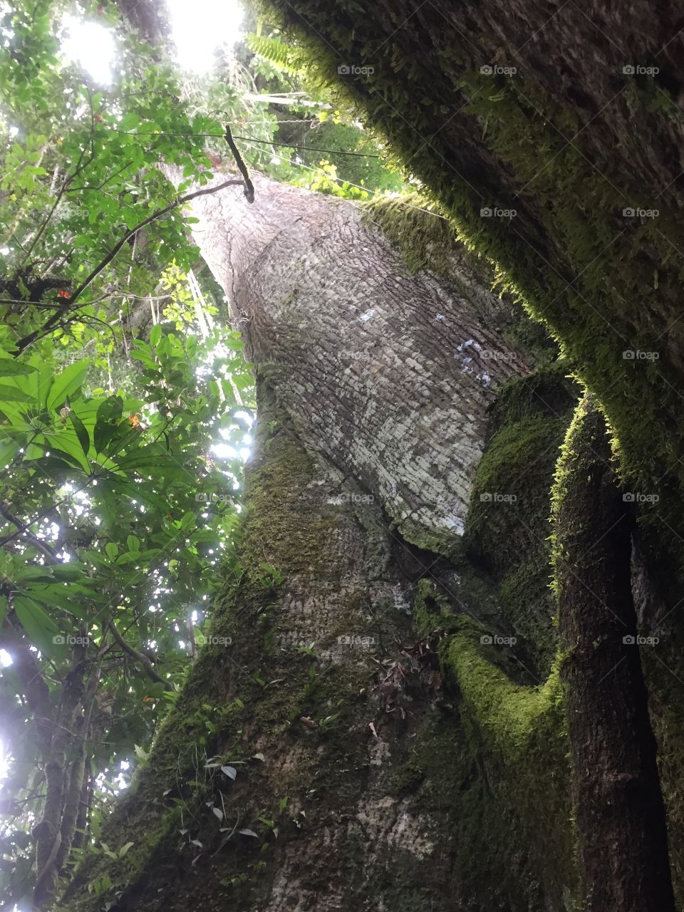 Kapok tree . amazon rainforest Ecuador 