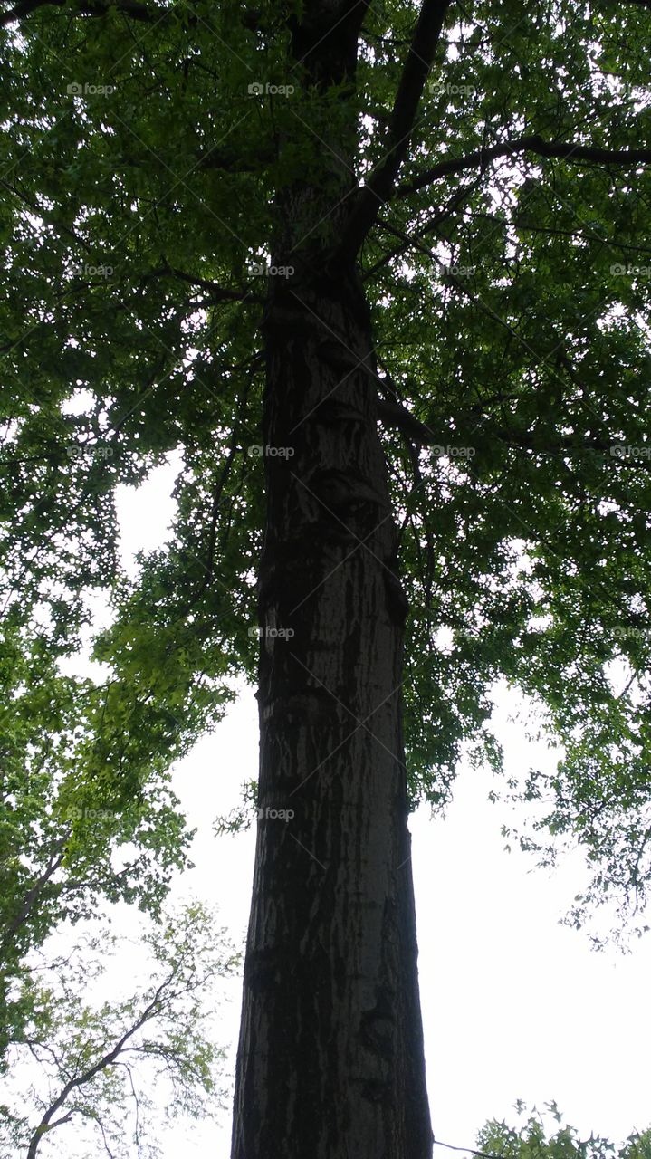 spring. trees. power. energy