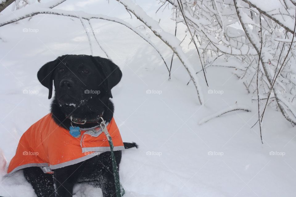 Snowy dog 