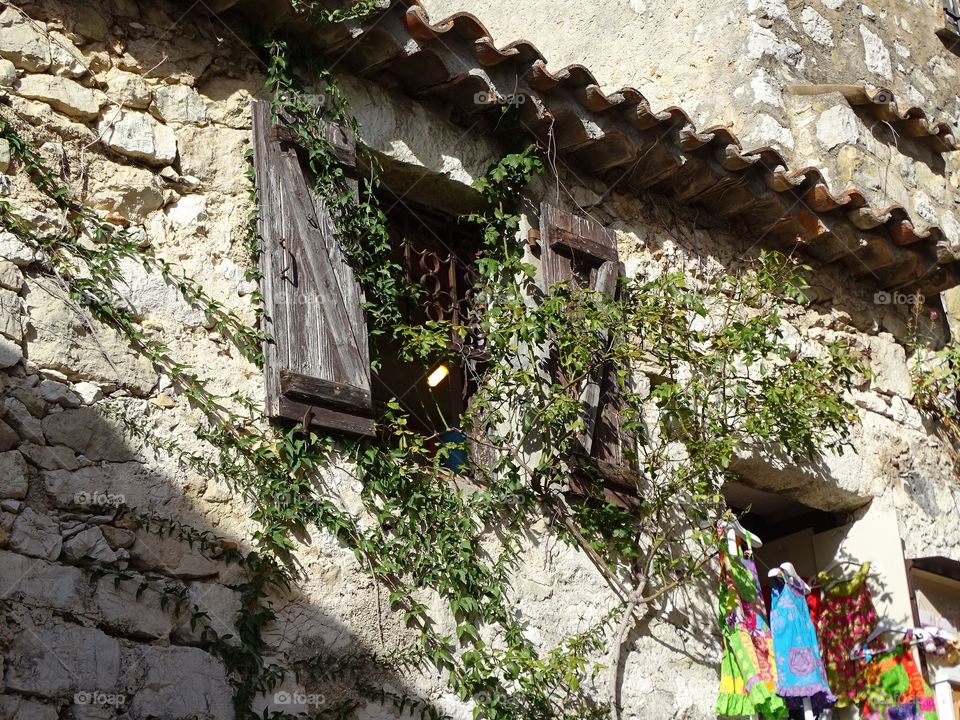 Building with a climbing vine