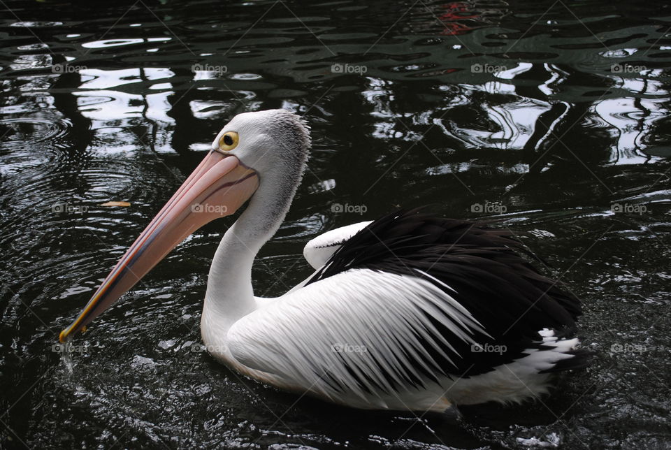 The big pelican